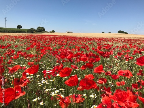 Campo de trigo con amapolas