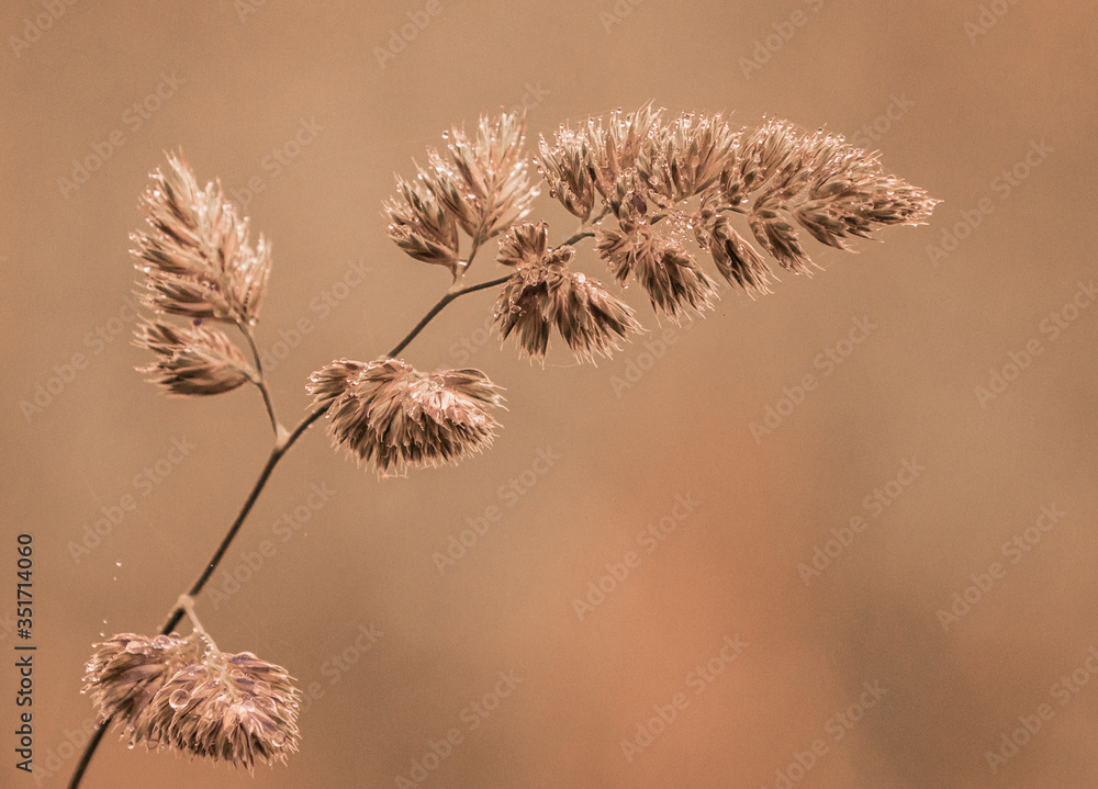 Obraz premium the various birds brighten spring!