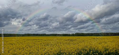 Rainbow Above Blooming Rapeseed Field. Natural Landscape Background in Europe in Early Spring, Cloudy Sky, After the Storm