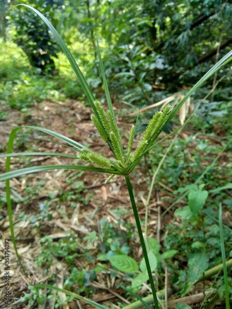 Cyperus rotundus (coco-grass, Java grass, nut grass, purple nut sedge ...