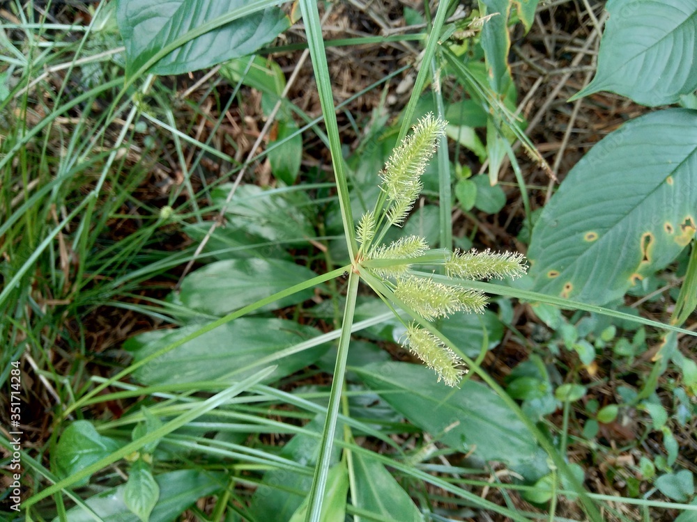 Cyperus rotundus (coco-grass, Java grass, nut grass, purple nut sedge, purple nutsedge, red nut sedge, Khmer kravanh chruk) with natural background. us rotundus is a perennial plant. Cyperus rotundus (coco-grass, Java grass, nut grass, purple nut sedge, purple nutsedge, red nut sedge, Khmer kravanh chruk) with natural background. us rotundus is a perennial plant.