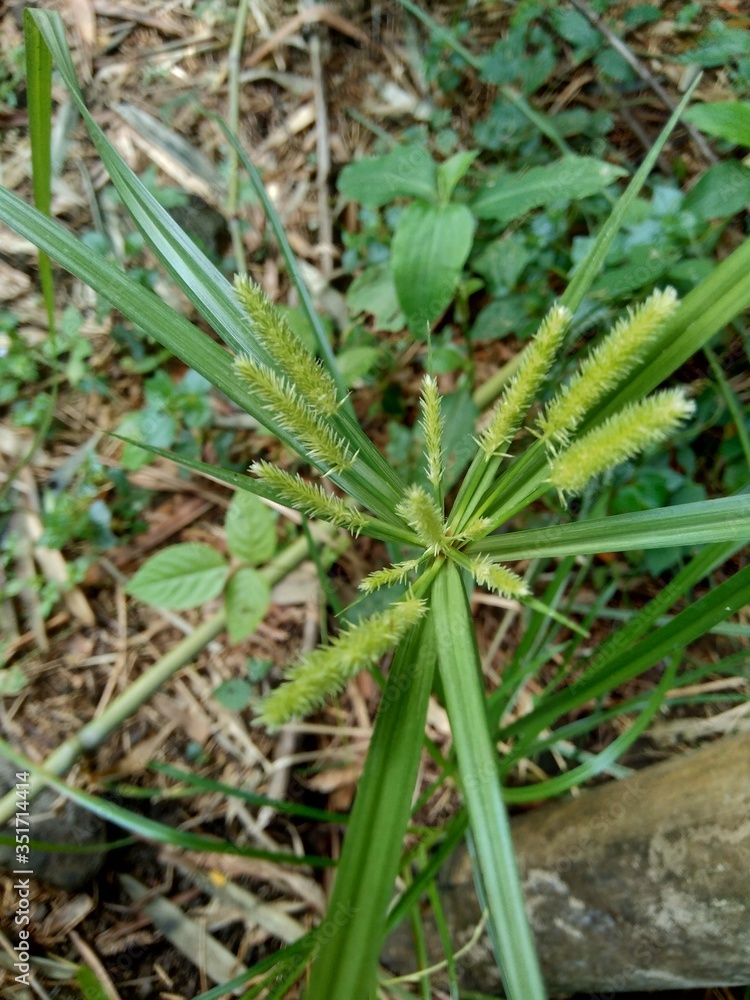 Cyperus rotundus (coco-grass, Java grass, nut grass, purple nut sedge, purple nutsedge, red nut sedge, Khmer kravanh chruk) with natural background. us rotundus is a perennial plant. Cyperus rotundus (coco-grass, Java grass, nut grass, purple nut sedge, purple nutsedge, red nut sedge, Khmer kravanh chruk) with natural background. us rotundus is a perennial plant.