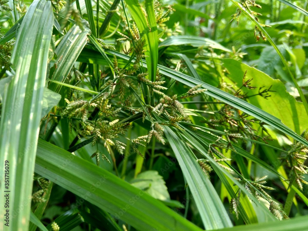 Cyperus rotundus (coco-grass, Java grass, nut grass, purple nut sedge ...