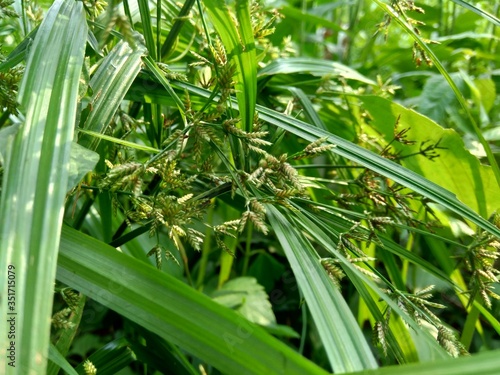 Cyperus rotundus (coco-grass, Java grass, nut grass, purple nut sedge, purple nutsedge, red nut sedge, Khmer kravanh chruk) with natural background. us rotundus is a perennial plant.