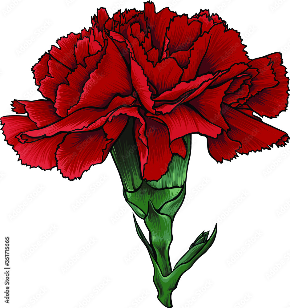 red carnation flowers, Stock image