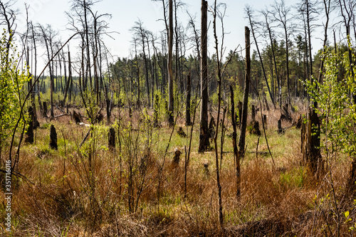 Dead dry tree trunks at marshland area. Hydrological conditions change, wetland, temperate climate. Lichowy area in Sobibor Landscape Park, Poland, Europe.