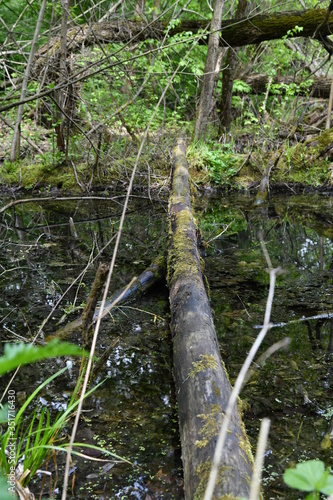 forest green swamp with fallen and moss-covered trees