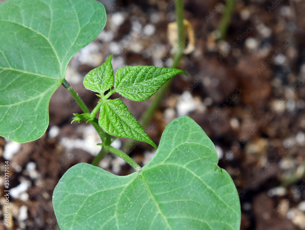 Green shoots of young bean plants after seed germinating in soil Green shoots of young bean plants after seed germinating in soil