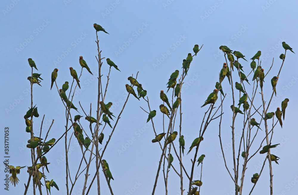 flock of birds on tree branches flock of birds on tree branches