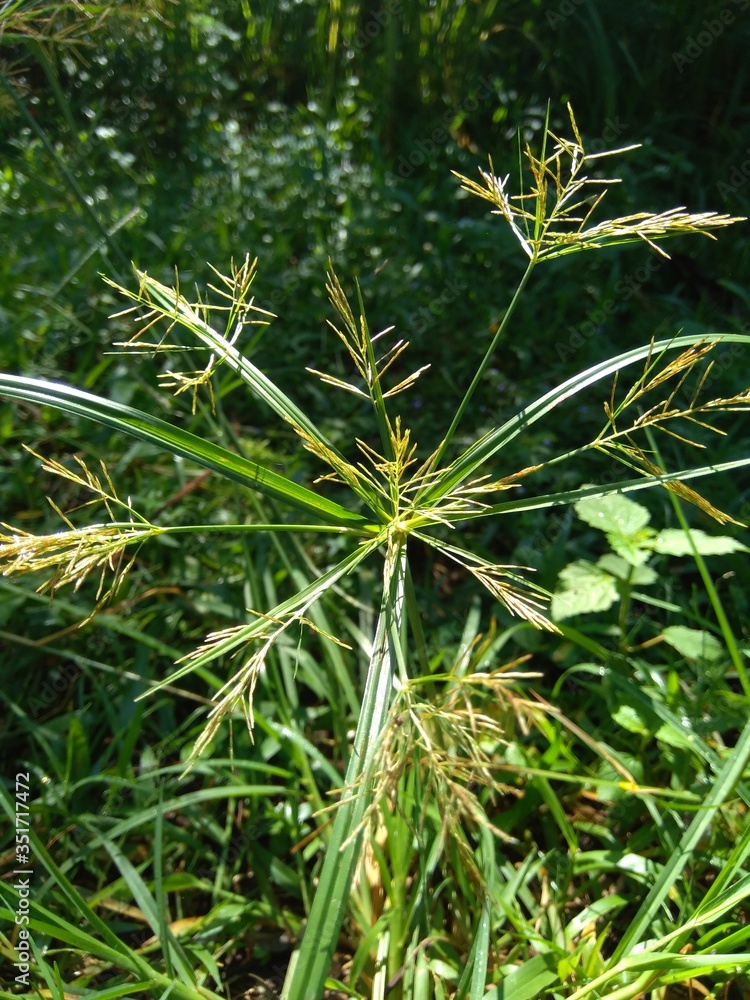 Cyperus rotundus (coco-grass, Java grass, nut grass, purple nut sedge, purple nutsedge, red nut sedge, Khmer kravanh chruk) with natural background. us rotundus is a perennial plant. Cyperus rotundus (coco-grass, Java grass, nut grass, purple nut sedge, purple nutsedge, red nut sedge, Khmer kravanh chruk) with natural background. us rotundus is a perennial plant.
