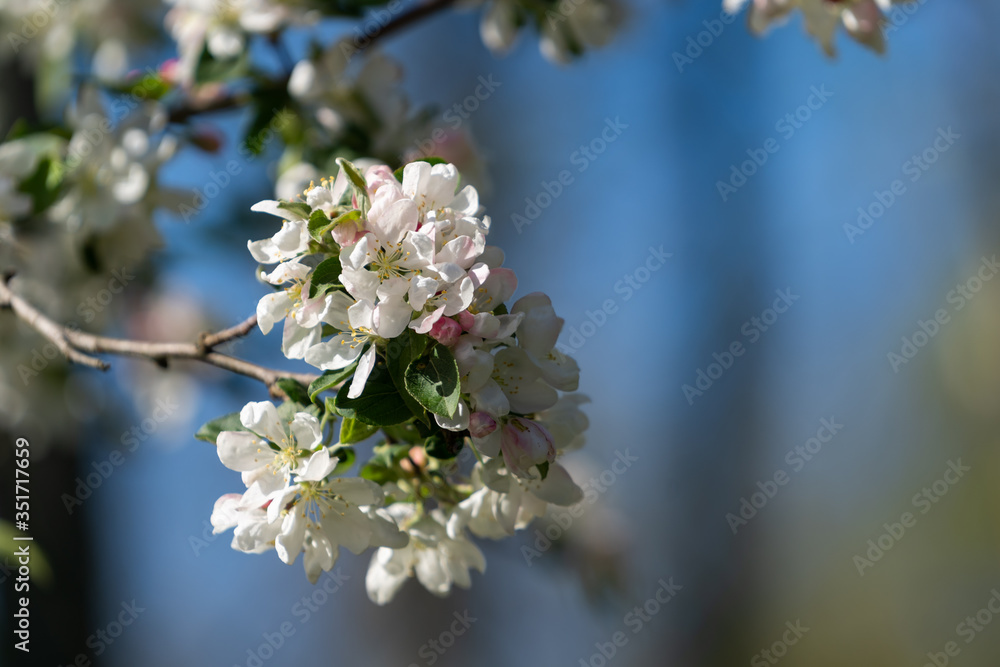 Fototapeta premium White flowers with blue sky background