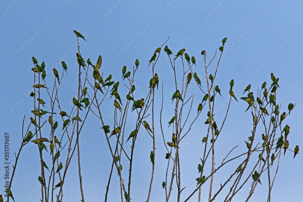 flock of birds on tree branches