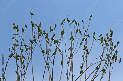 flock of birds on tree branches photo