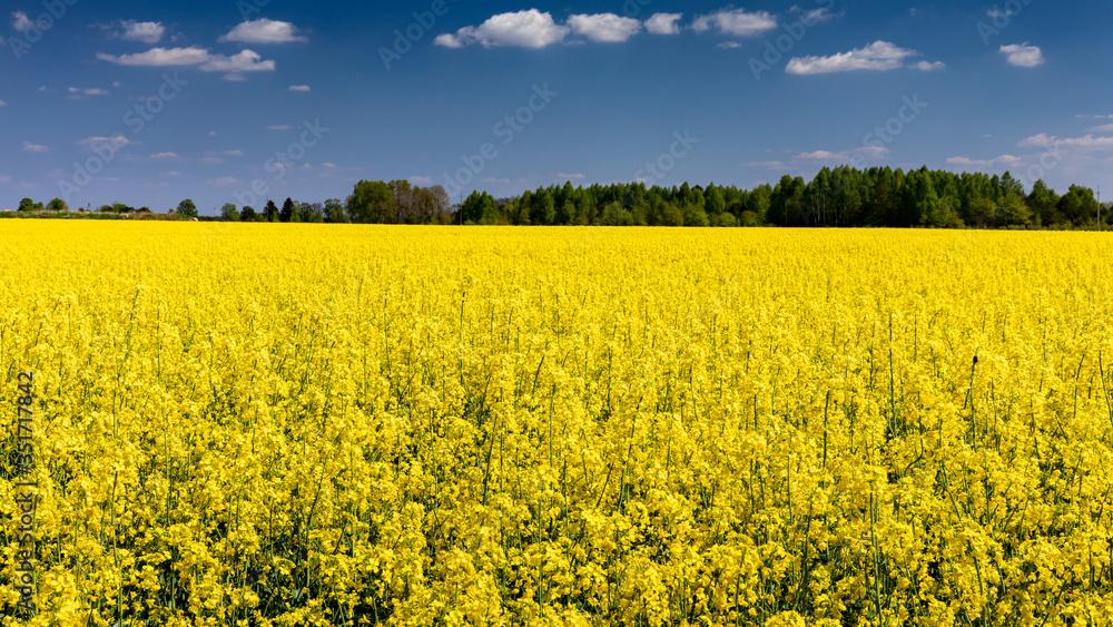 Intensively vivid yellow agriculture field. Rapeseed flowering in may. Typical polish agrarian spring landscape. Korolowka, Wlodawa, Poland, Europe.