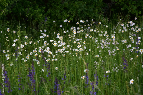 Wildblumen