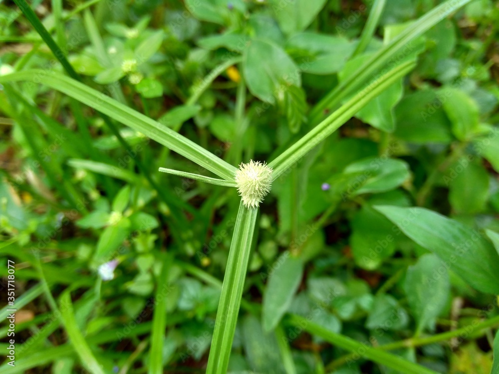 Cyperus rotundus (coco-grass, Java grass, nut grass, purple nut sedge, purple nutsedge, red nut sedge, Khmer kravanh chruk) with natural background. us rotundus is a perennial plant. Cyperus rotundus (coco-grass, Java grass, nut grass, purple nut sedge, purple nutsedge, red nut sedge, Khmer kravanh chruk) with natural background. us rotundus is a perennial plant.