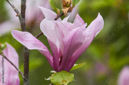 Close-up of magnolia flower in the park after the rain, selective focus