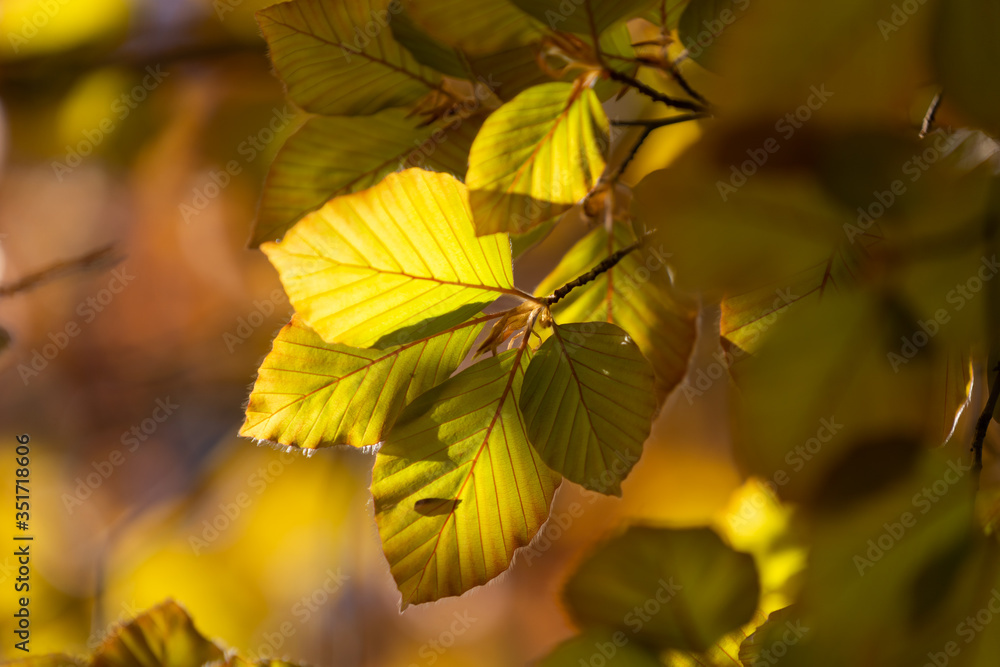 Obraz premium Leaves in trees
