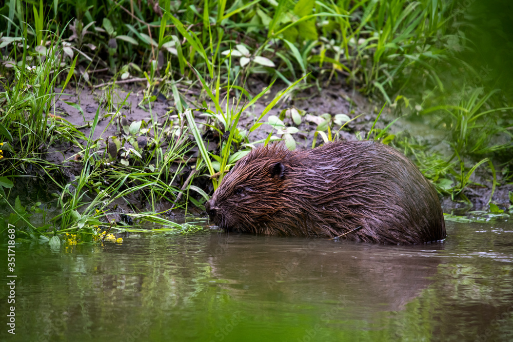 wild brown beaver stepped on a green meadow to enjoy fresh grass wild brown beaver stepped on a green meadow to enjoy fresh grass