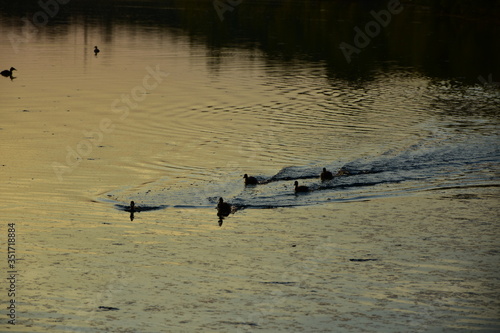 Enten - Kücken rennen auf dem Wasser