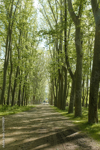 Green forest park with tall platanus trees with green leaves on a sunny day