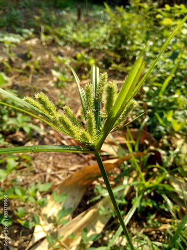 Cyperus rotundus (coco-grass, Java grass, nut grass, purple nut sedge, purple nutsedge, red nut sedge, Khmer kravanh chruk) with natural background. us rotundus is a perennial plant.