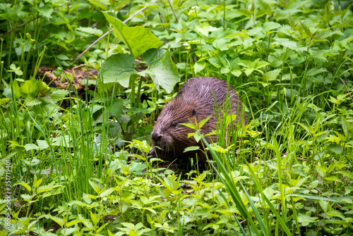 wild brown beaver stepped on a green meadow to enjoy fresh grass