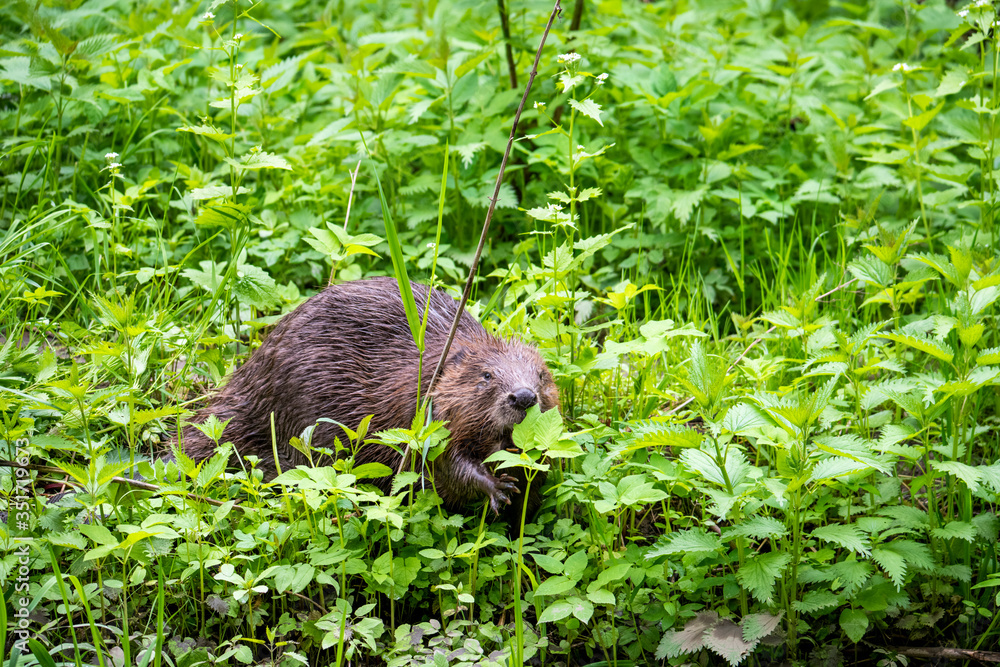 wild brown beaver stepped on a green meadow to enjoy fresh grass wild brown beaver stepped on a green meadow to enjoy fresh grass