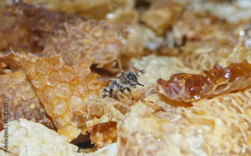 bee among honeycombs with honey 