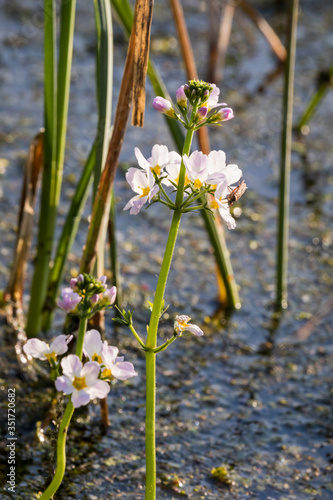 Aquatic plants water violet (Hottonia palustris) growing in shallow ditch water. Natural stand of wild perennial plant flower. Zdzarka, Poland, Europe. photo