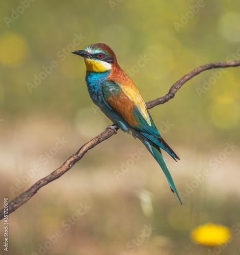 Pair of bee-eaters perched on a branch with spring background © fsanchex