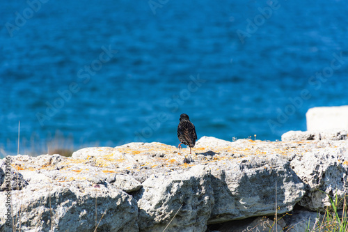 Black Starling on the background of the sea. A songbird with variegated plumage. Black wings with spots. Bright sunny day. © Anna Pismenskova