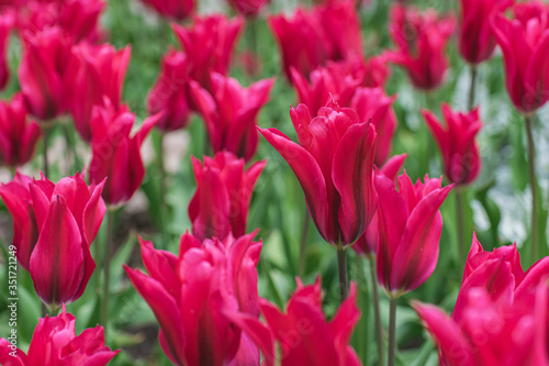 Close-up of beautiful field with blooming red tulips. Low angle shot.
