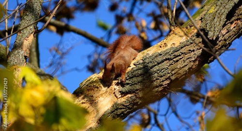 squirrel on a tree