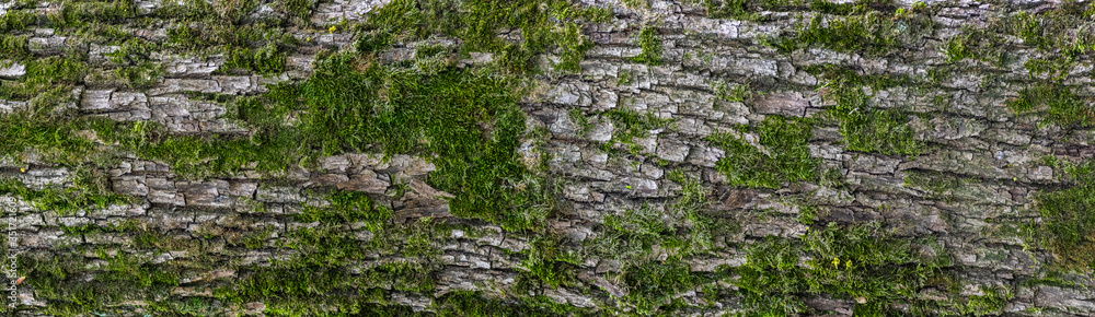 Panoramic texture view of gray tree bark surface with green moss and lichen on it. - obrazy, fototapety, plakaty 