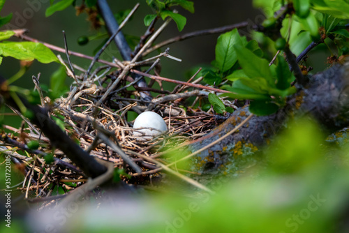 Close up dove nest with an egg in it photo