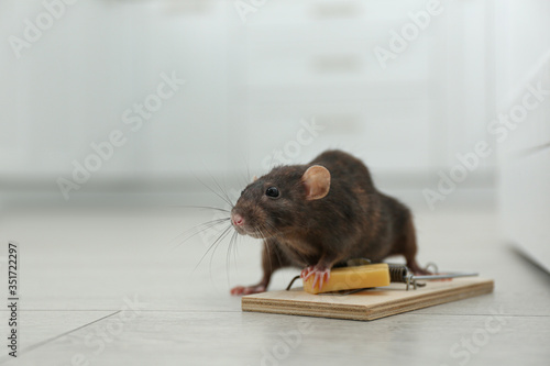 Rat and mousetrap with cheese indoors. Pest control