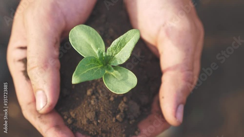 Farmer hand holding a fresh young plant sunflower. man hands holding soil dirt a green young plant. eco farming Symbol of lifestyle spring and ecology new life and environmental conservation concept