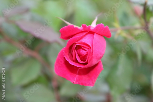 Wallpaper Mural rose Torontodigital.ca