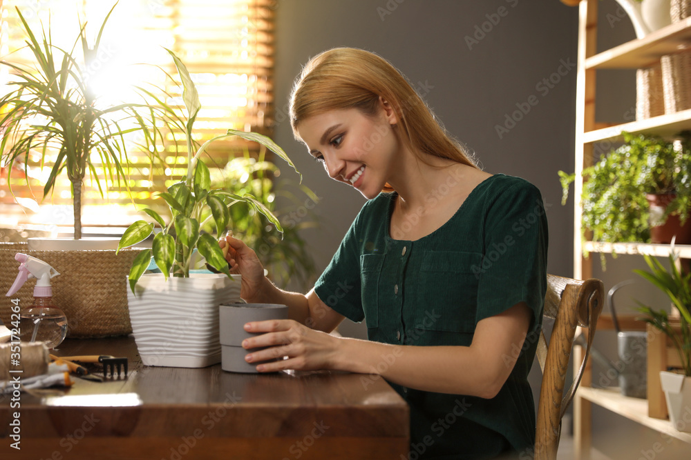 Young woman potting Dieffenbachia plant at home. Engaging hobby
