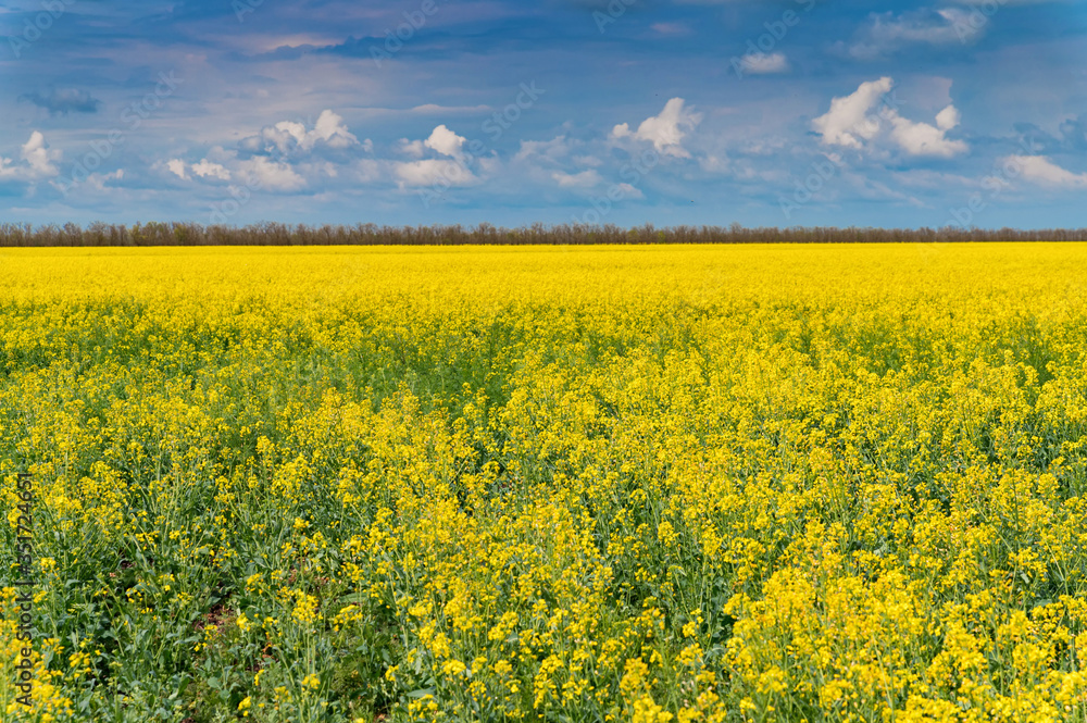 Field of bright yellow rapeseed in spring