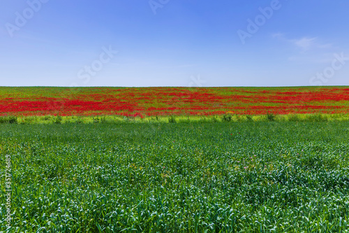 Blooming poppy fields in the spring in the mountains photo