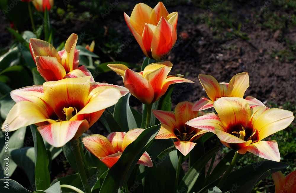 yellow and red tulips yellow and red tulips