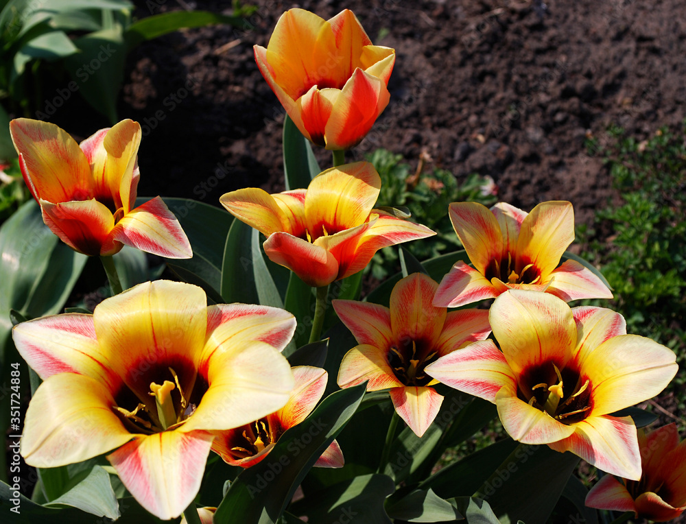 Fototapeta premium red and yellow tulips