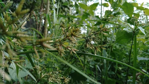 Wallpaper Mural Cyperus rotundus (coco-grass, Java grass, nut grass, purple nut sedge, purple nutsedge, red nut sedge, Khmer kravanh chruk) with natural background. us rotundus is a perennial plant. Torontodigital.ca