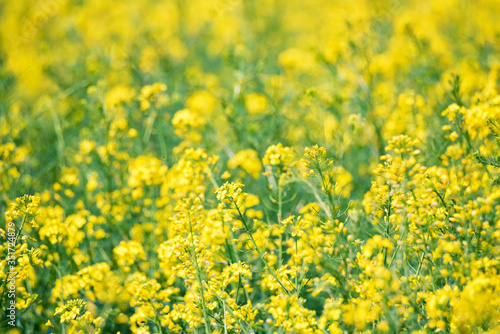 Field of bright yellow rapeseed in spring