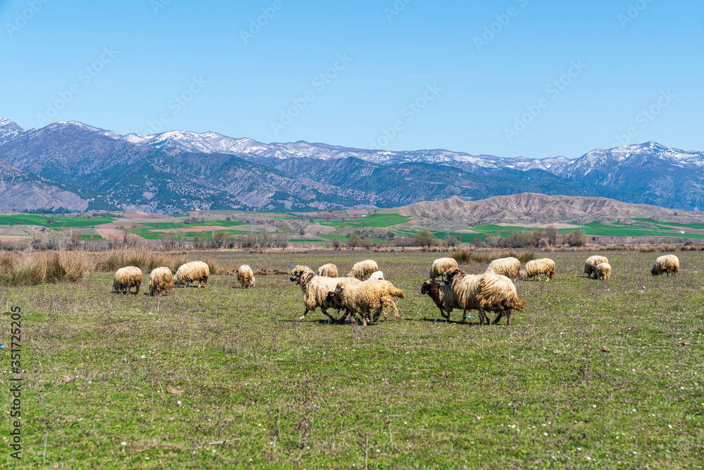 Sheep herd running in the field 