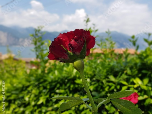 Róża na tle Jeziora Garda - Włochy