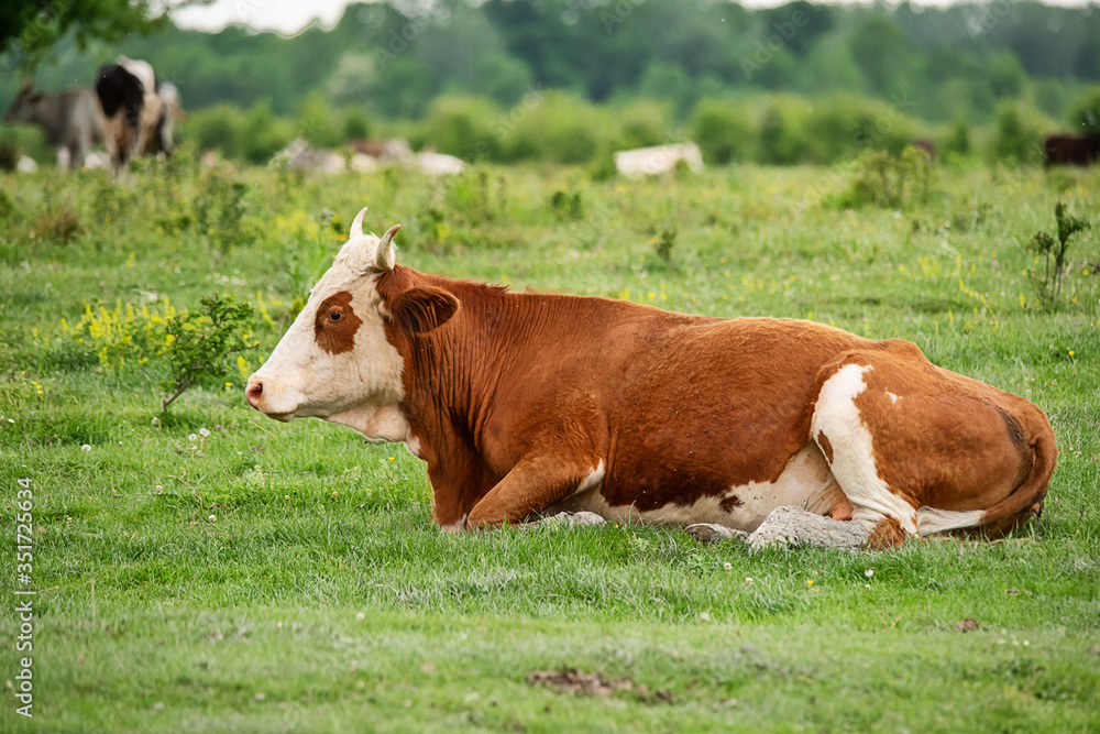 Cows lying in the green grass 