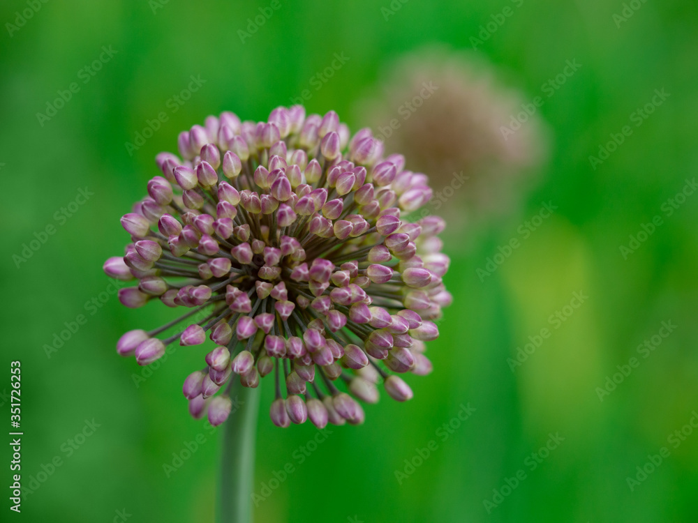 Blooming onion. Violet flower onion in garden. Beautiful blossoming onions. Blooming onion. Violet flower onion in garden. Beautiful blossoming onions.